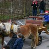 Blagoslov konj 2012 - 023